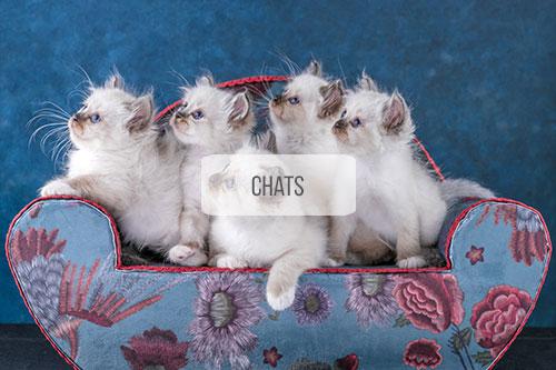 Portraits de chats